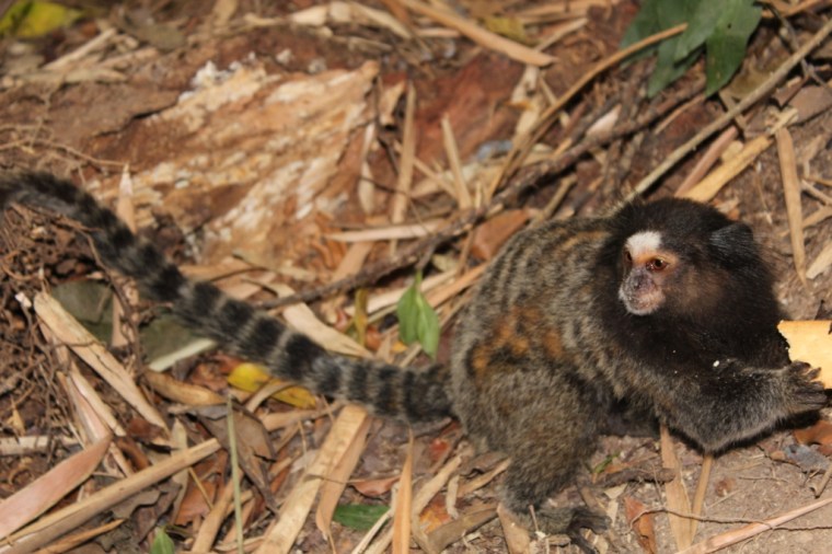 6 - Companheiro de Trilha