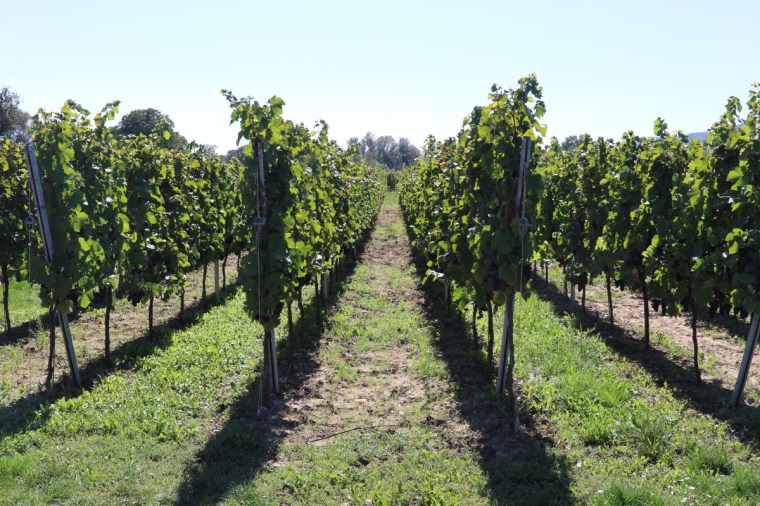 Strasbourg e Alsacia - Pequeno - 2018 - 9 (6)