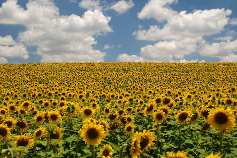 Girassol - Google - Foto Fernando Kluwe Dias