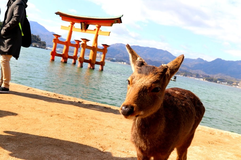 Miyajima 2019 (11)