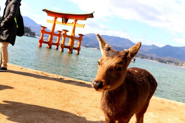 Miyajima 2019 (11)