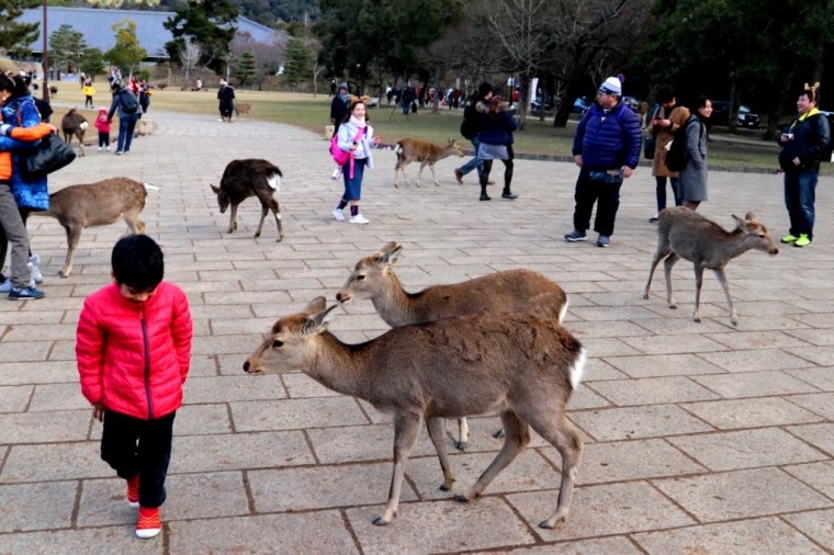 Nara Japao 2019 (10)