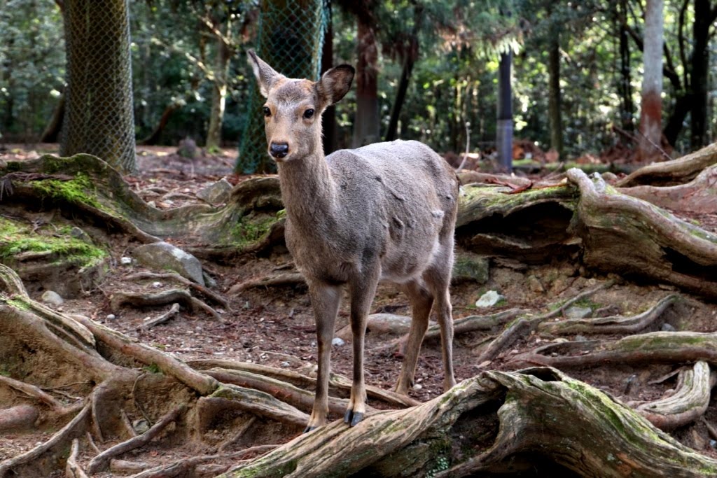 Nara Japao 2019 (11)