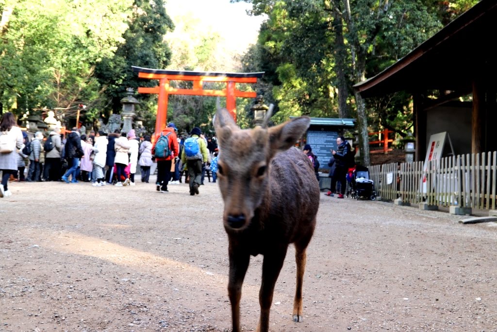 Nara Japao 2019 (12)