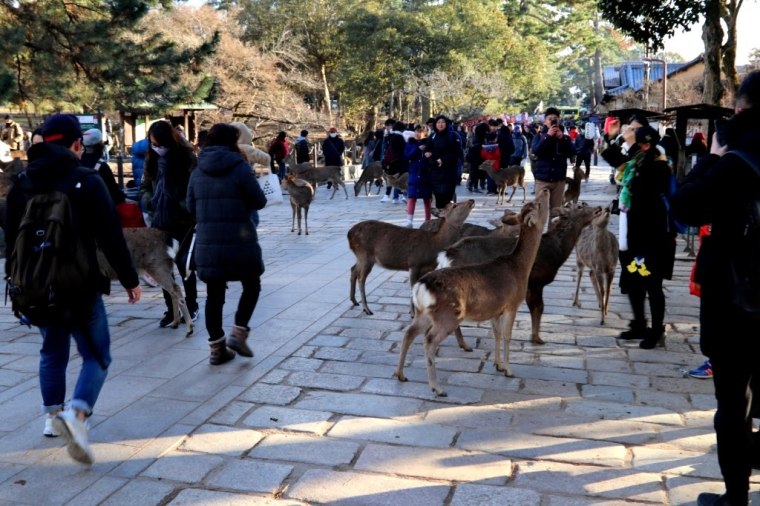 Nara Japao 2019 (15)