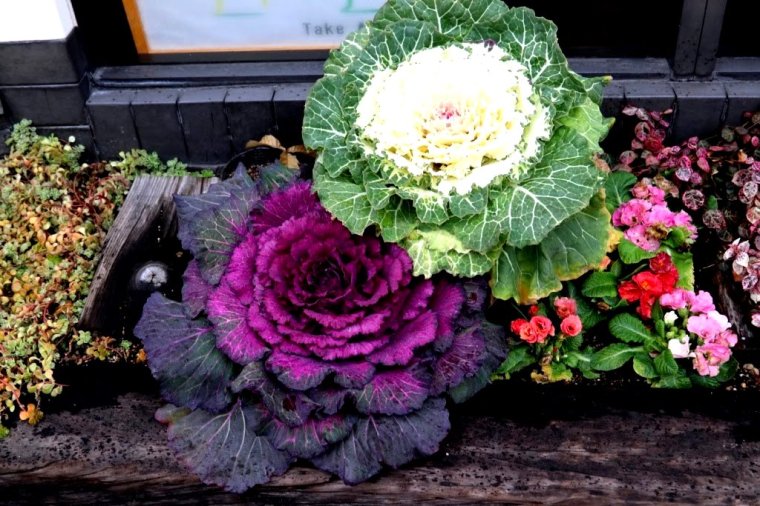 Kyoto - Japao - 2019 (15)