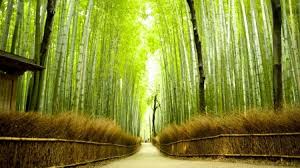 Kyoto - Japao - Google 2019 1