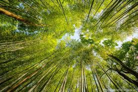 Kyoto - Japao - Google 2019 2