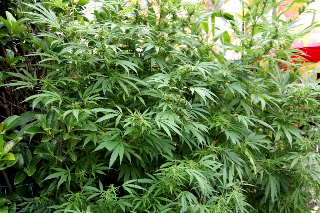 Copenhague 2017 (172)
