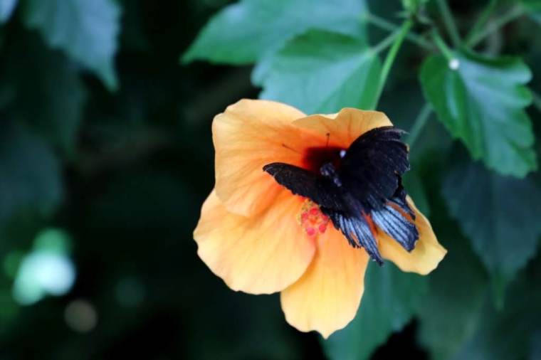 Mainau - Alemanha 2019 (26)