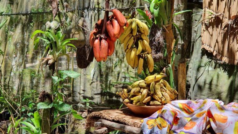 Aldeia Indigena - Porto Seguro 2020 (14)