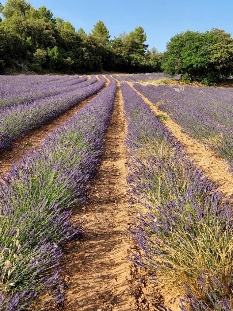 c Lavandas Provence 2022 (18)