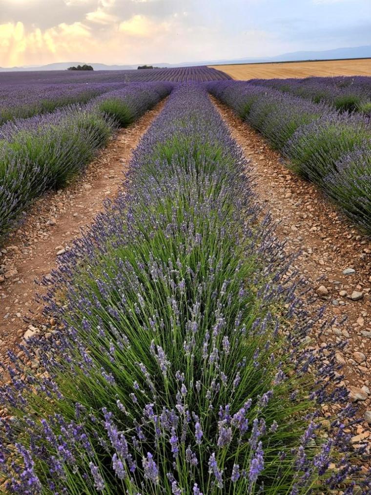 c Lavandas Provence 2022 (85)