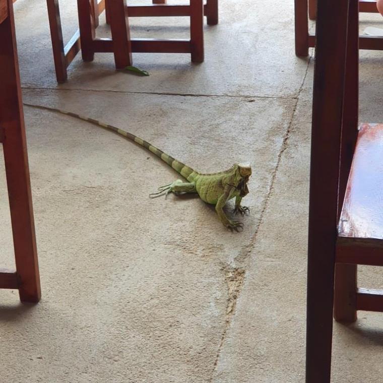 Piranhas Post 2023 (43)