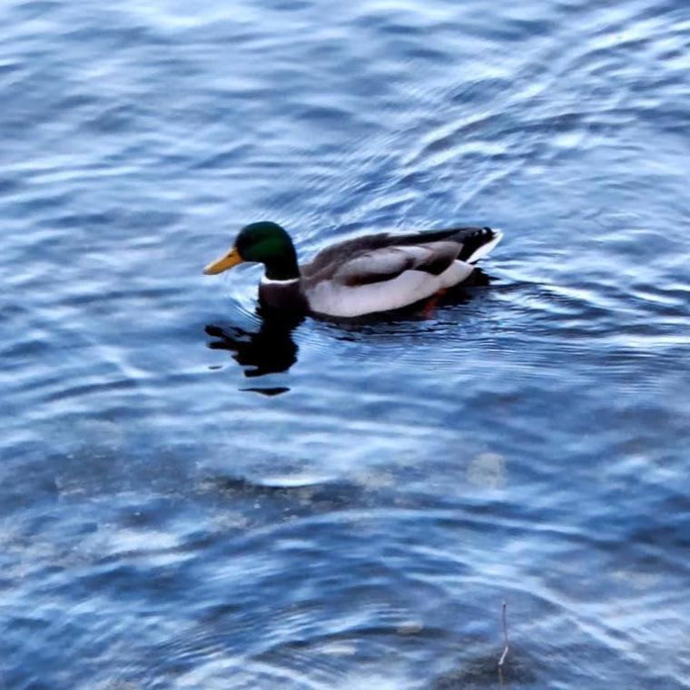 Escocia, Glasgow, Stirling, Ilhas Skye, Lago Ness, Inverness, Edimburgo 2022 (1067)