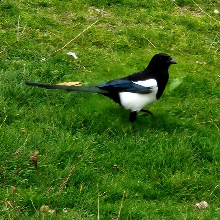 Escocia, Glasgow, Stirling, Ilhas Skye, Lago Ness, Inverness, Edimburgo 2022 (2021)