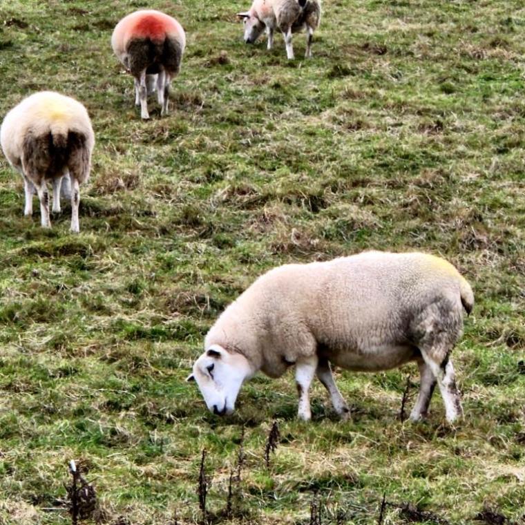 Irlanda do Norte, Causeway, Belfast 2022 (540)