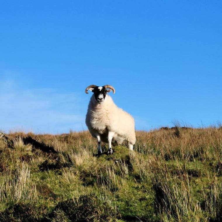 Escocia, Glasgow, Stirling, Ilhas Skye, Lago Ness, Inverness, Edimburgo 2022 (703)