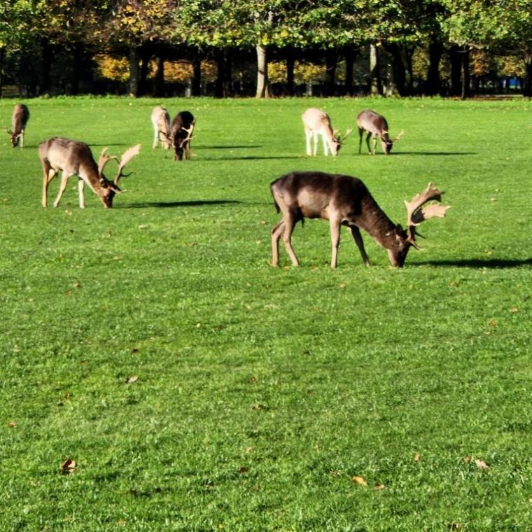 Irlanda, Galway, Dublin 2022 (975)