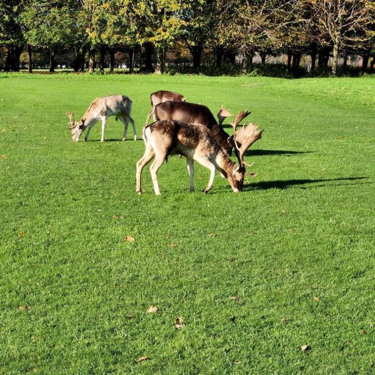 Irlanda, Galway, Dublin 2022 (983)