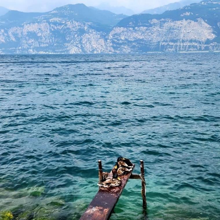 b Malcesine - Lago di Garda 2023 (38)